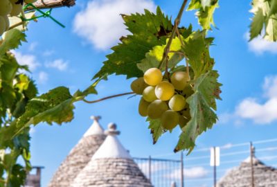 vino_pugliese